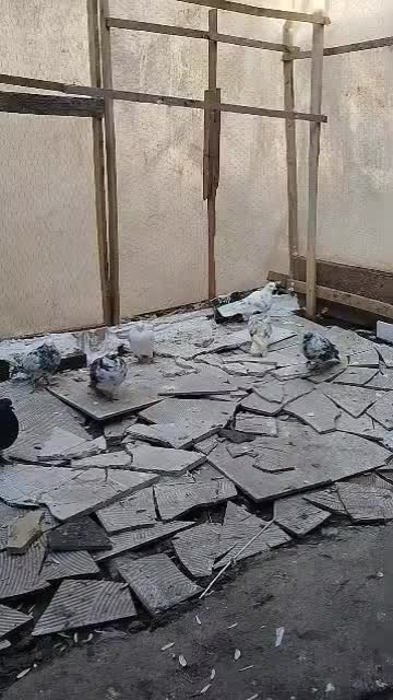 کبوتر معاوضه با گوشی|پرنده|آمل, |دیوار