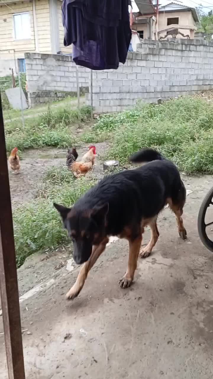 ژرمن بلک|سگ|تالش, هشتپر|دیوار