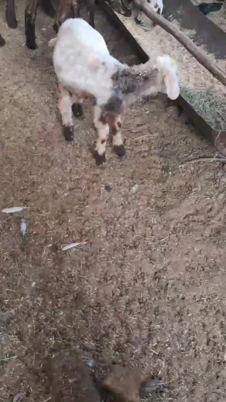 نر بره پرواری|حیوانات مزرعه|گرگان, |دیوار