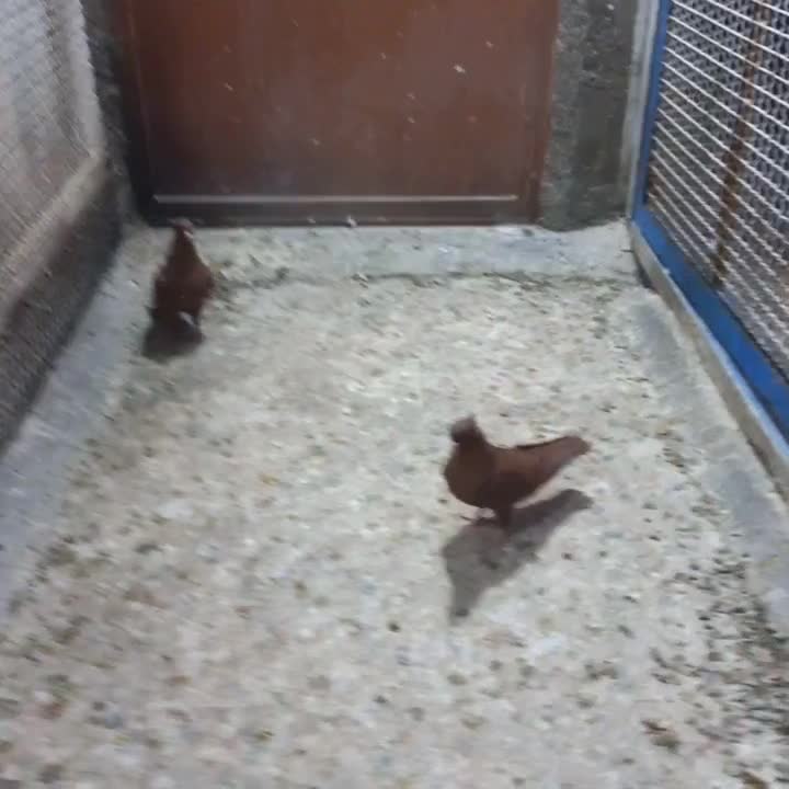 کبوتر سرخ کاکل پاصاف|پرنده|بهبهان, |دیوار