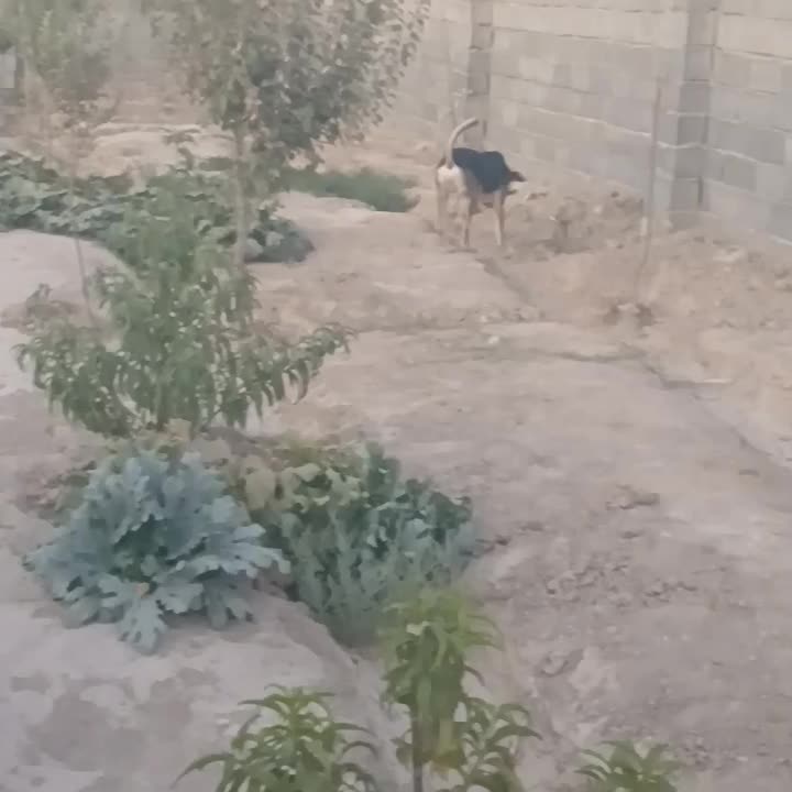 واگذاری سگ میکس ژرمن دوبرمن|سگ|رباط‌کریم, رباط‌کریم|دیوار