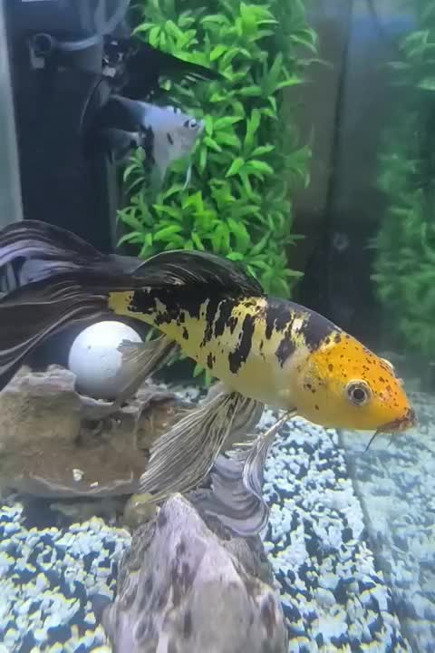 ماهی کوی سوپر باله|ماهی|کاشان, مزرعه نو|دیوار