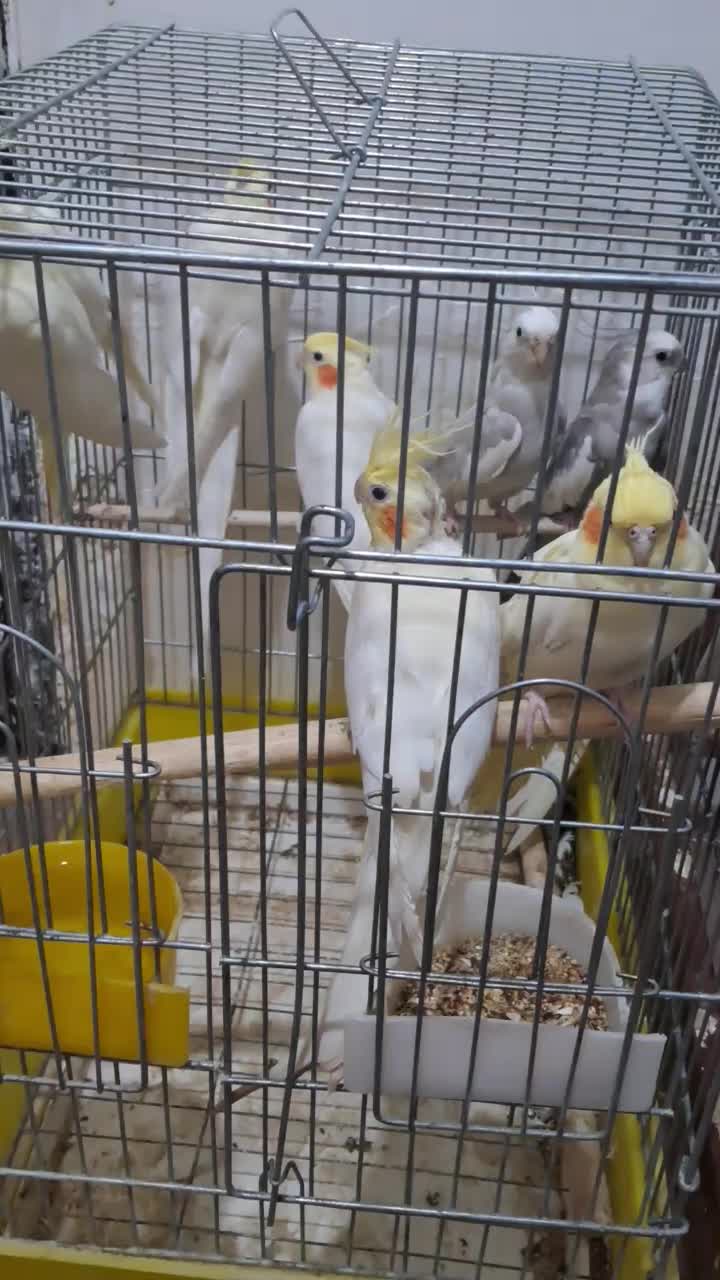 عروس هلندی|پرنده|تاکستان, |دیوار