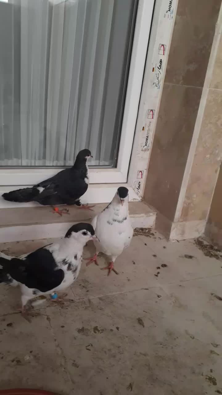 کفتر  صید پرشی کبوتر|پرنده|مشهد, امیریه|دیوار