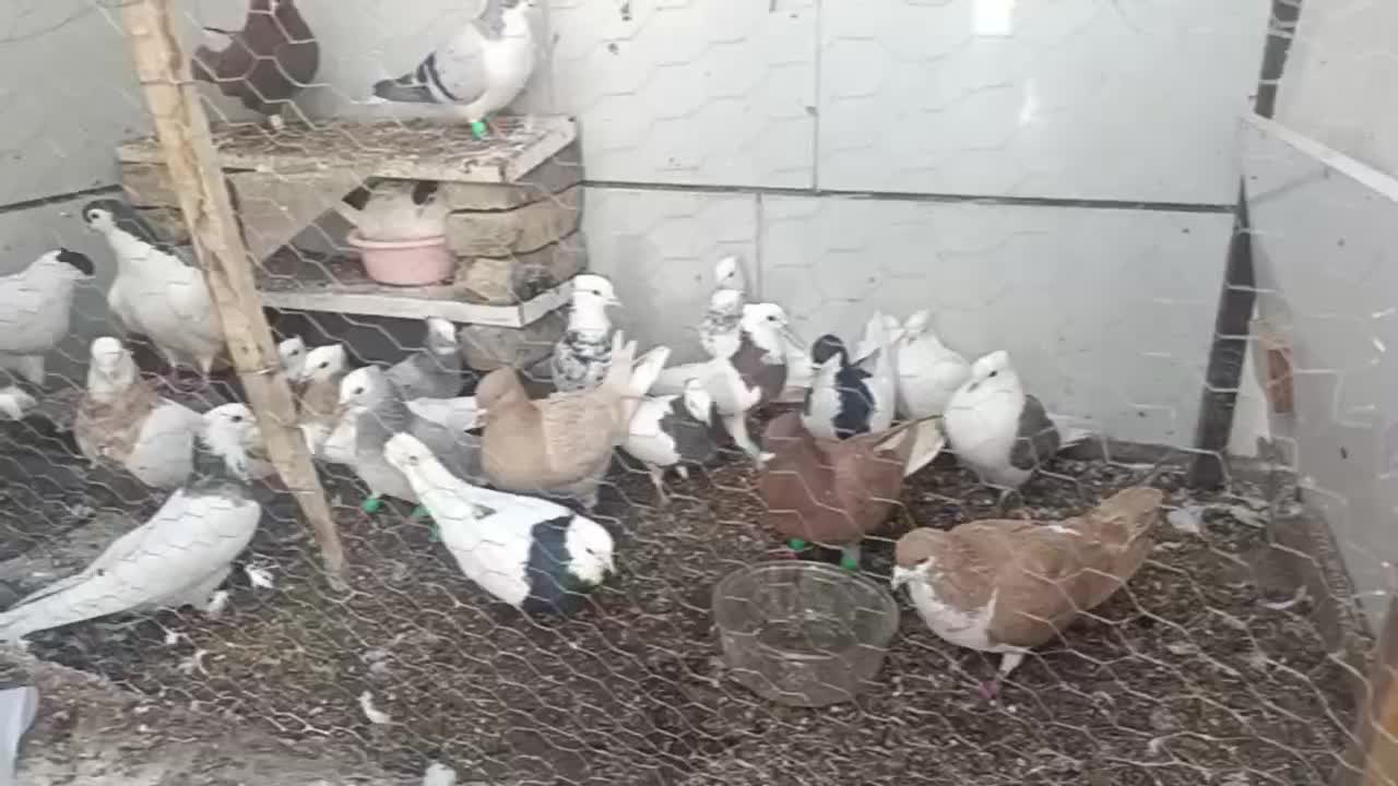 27عدد رنگه|پرنده|مشهد, بلال|دیوار