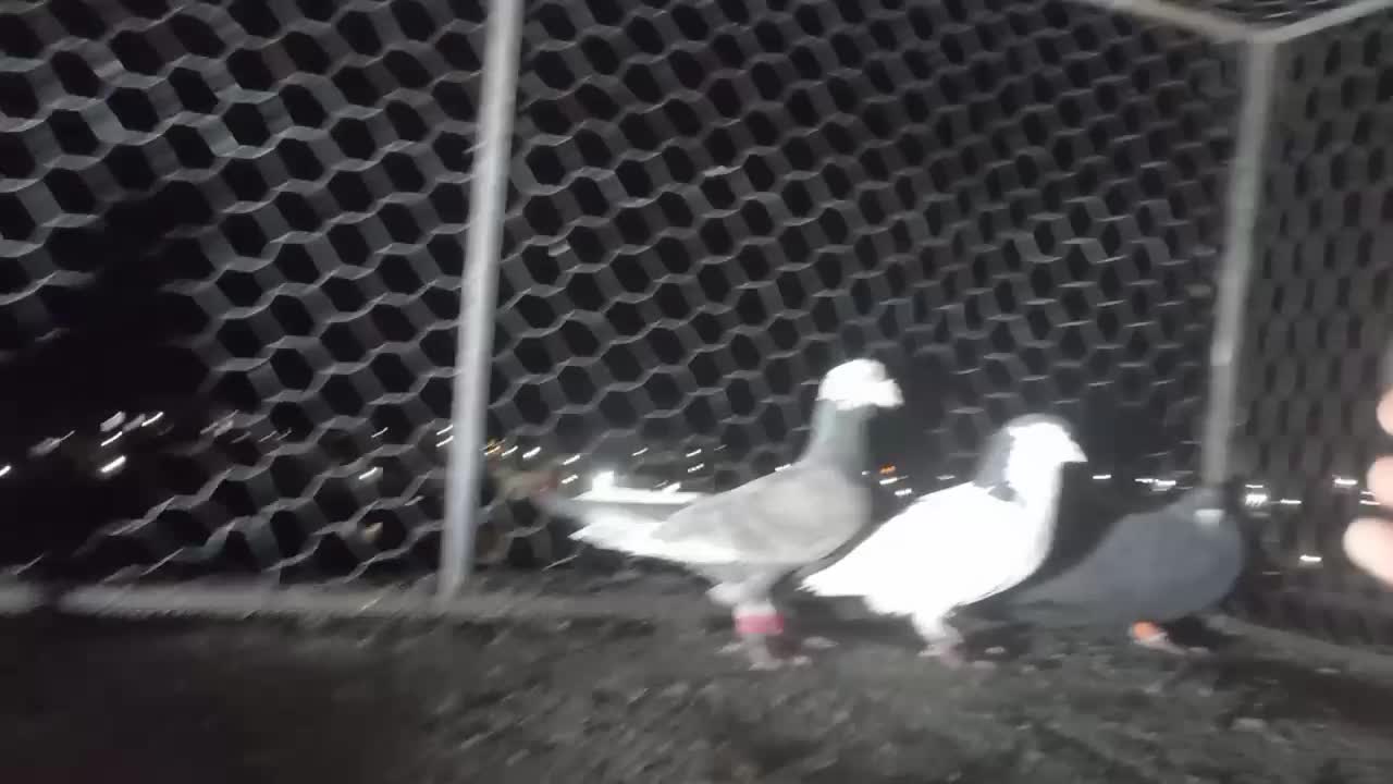 صید قلدور|پرنده|جلگه رخ, |دیوار