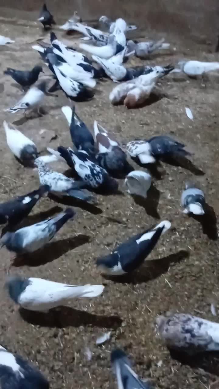 کفتر یا کبوتر|پرنده|چناران, |دیوار