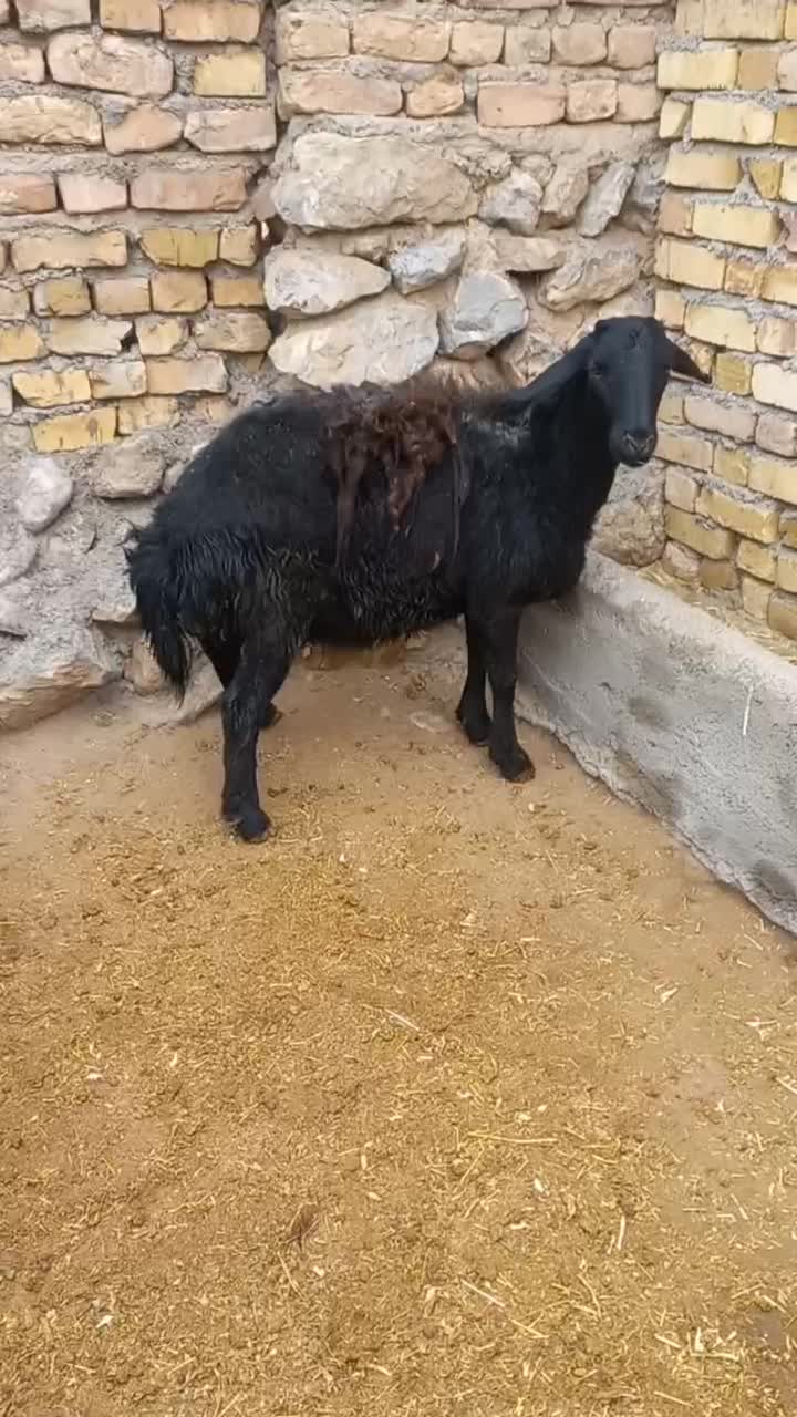 بره ماده های قزل افشاری|حیوانات مزرعه|آوج, |دیوار