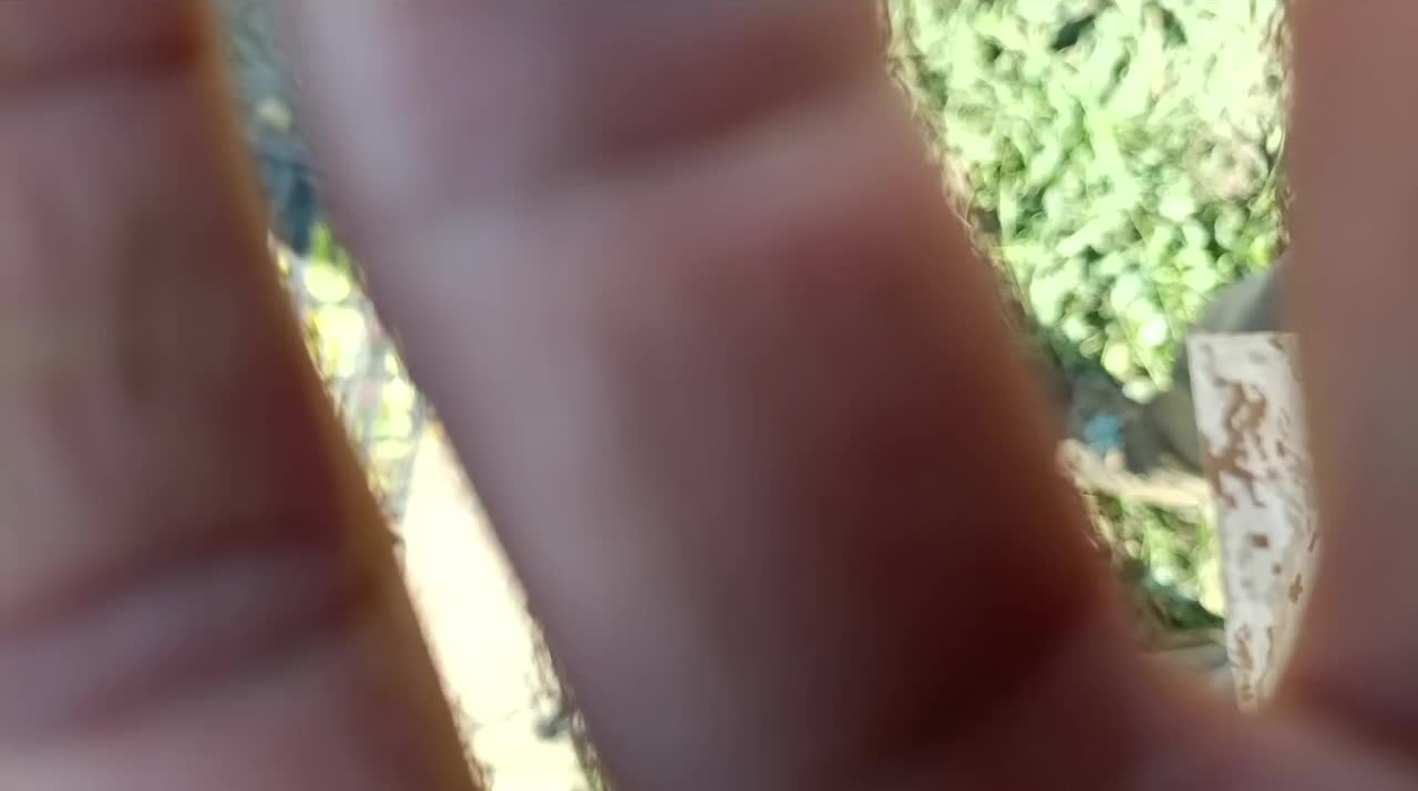 گوجه دورنگ وسبز|عمدهفروشی|بیضا, |دیوار