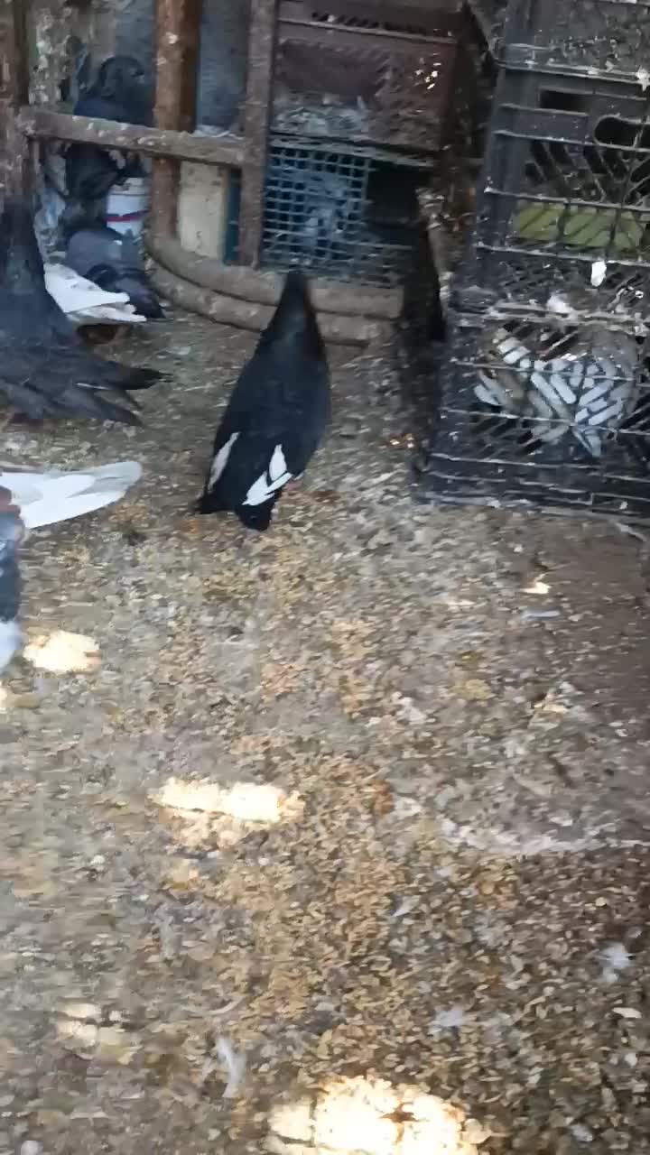 زاغ شاه بال سفید/کله زرد|پرنده|بندرعباس, |دیوار