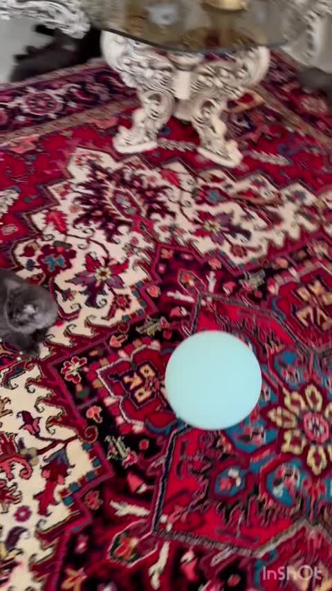 پیشی|گربه|تبریز, |دیوار