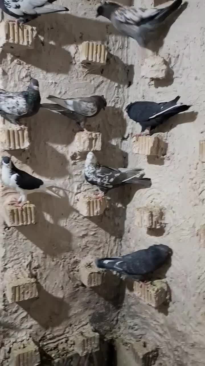 دسته سینه ای هوایی|پرنده|مرودشت, نقش رستم|دیوار