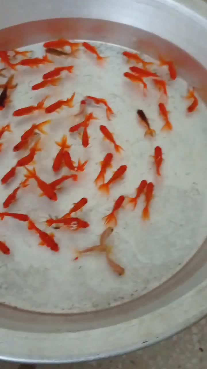 تنگ و ماهی|ماهی|یزد, |دیوار