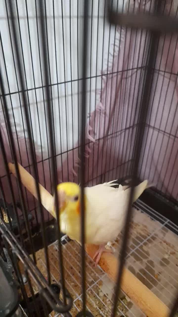 جفت عروس هلندی لوتینو زعفرونی|پرنده|مشهد, گلبرگ|دیوار