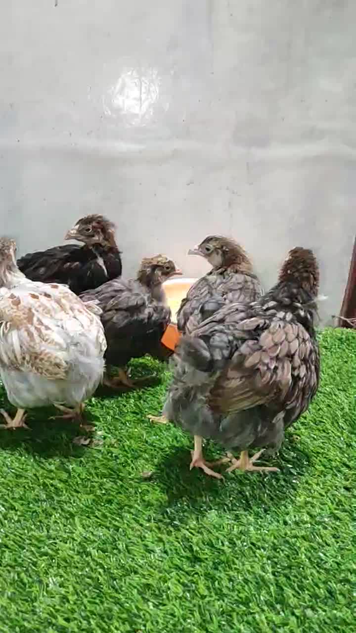 جوجه ۴۵ روزه ویاندوت|حیوانات مزرعه|تهران, تهرانسر غربی|دیوار