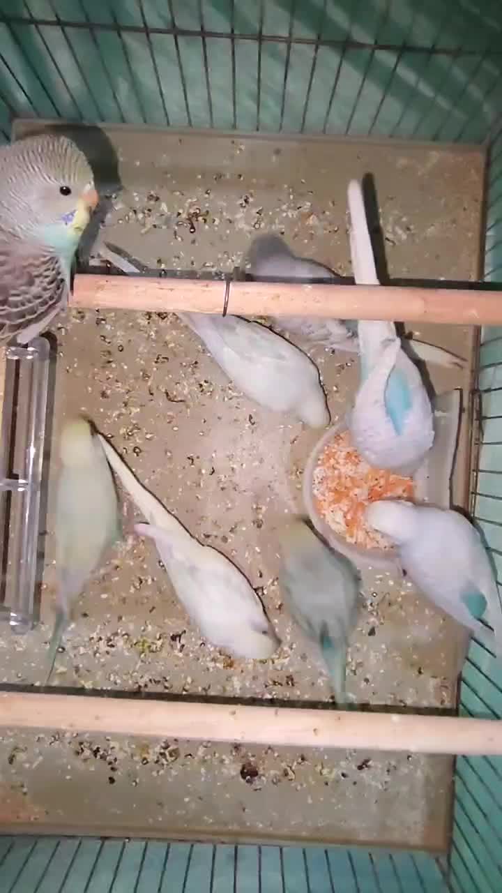 جوجه مرغ عشق رنگ خاص نر و ماده جفتی ۳۵۰|پرنده|اسلام‌شهر, شهرک مصطفی خمینی|دیوار