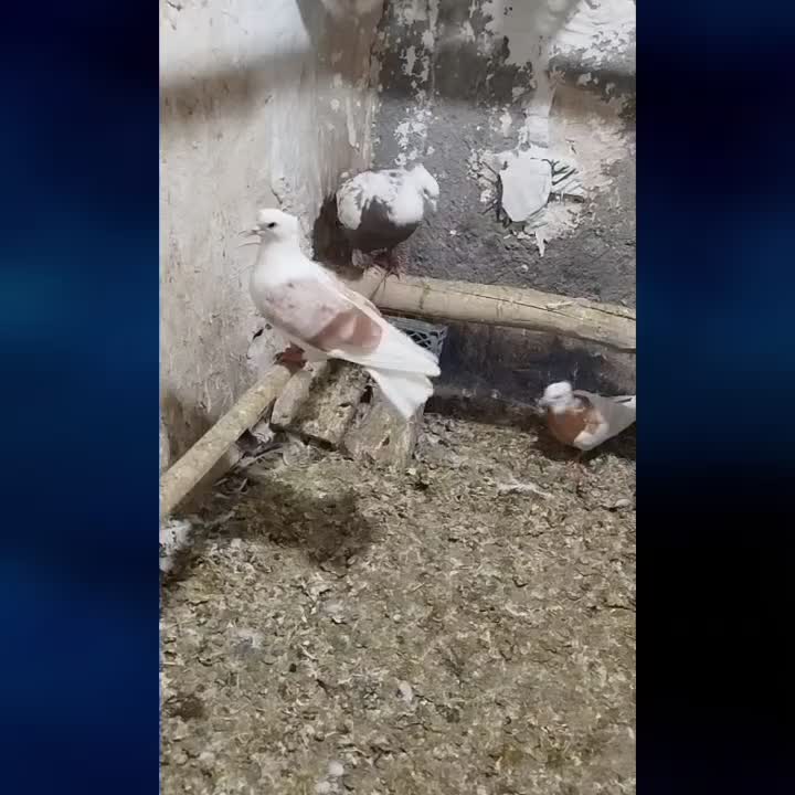 کبوتر|پرنده|سنندج, |دیوار