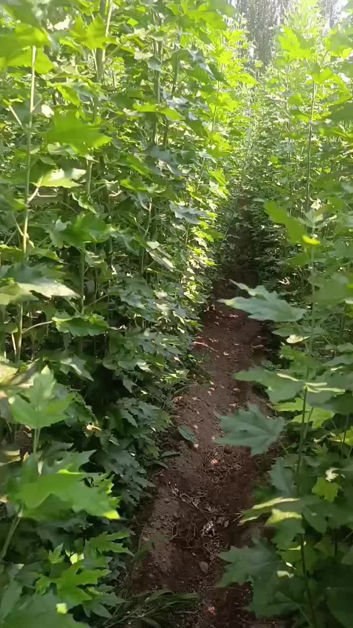 فروش نهال های کبوده رقم های خارجی بسیار مقاوم|خدمات باغبانی و درختکاری|شیراز, فرهنگیان|دیوار