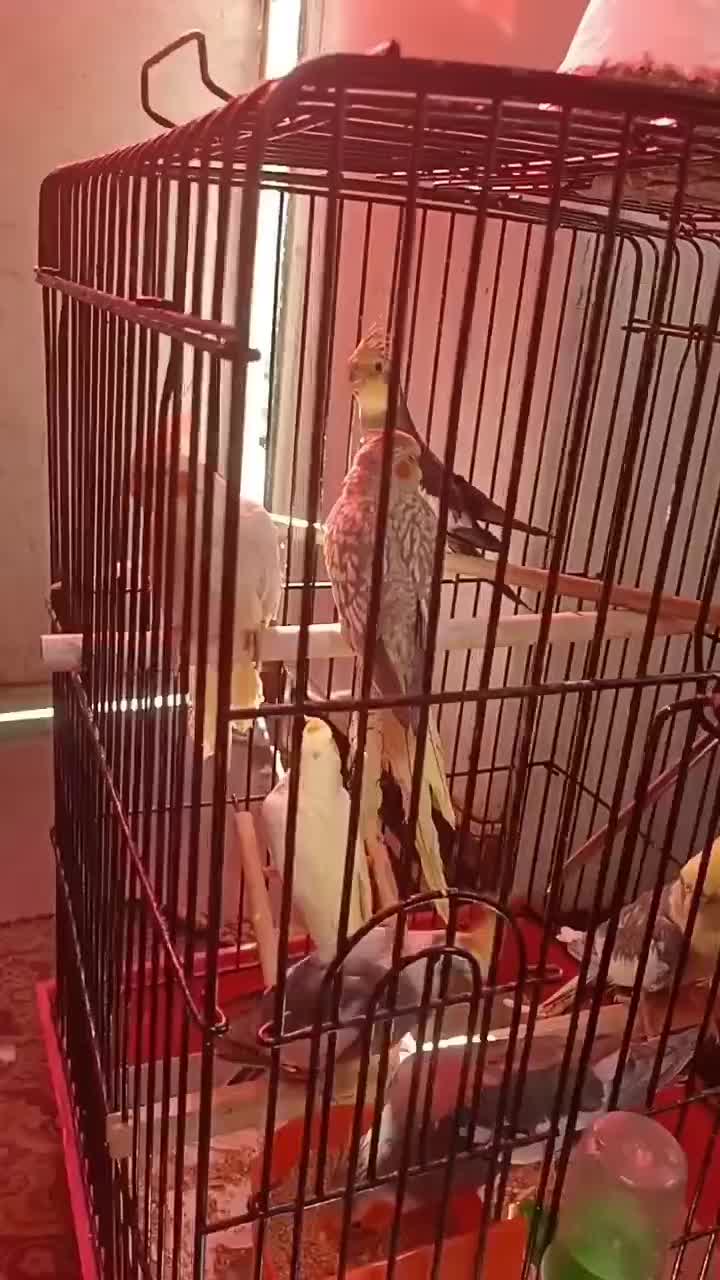 عروس هلندی|پرنده|مشهد, امیرآباد|دیوار