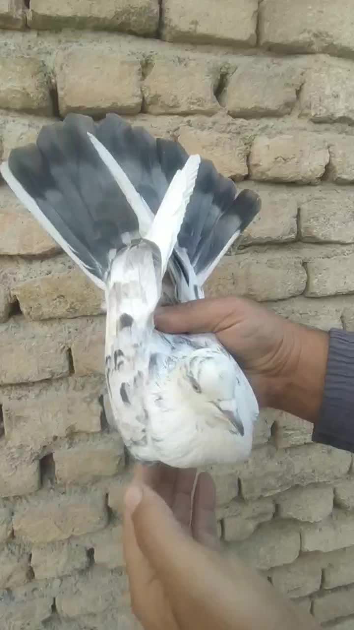 کفتر گرفتنی 6عدد|پرنده|صباشهر, |دیوار