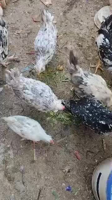 تخم مرغ گلین|حیوانات مزرعه|فلاورجان, |دیوار