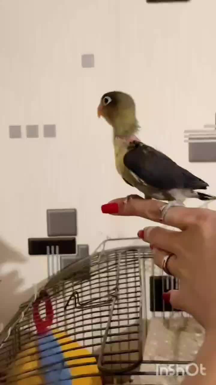 جوجه برزیلی|پرنده|صفادشت, |دیوار