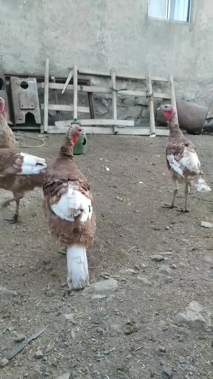 بوقلمون بوربون سینه پهن|حیوانات مزرعه|بیلوار, |دیوار