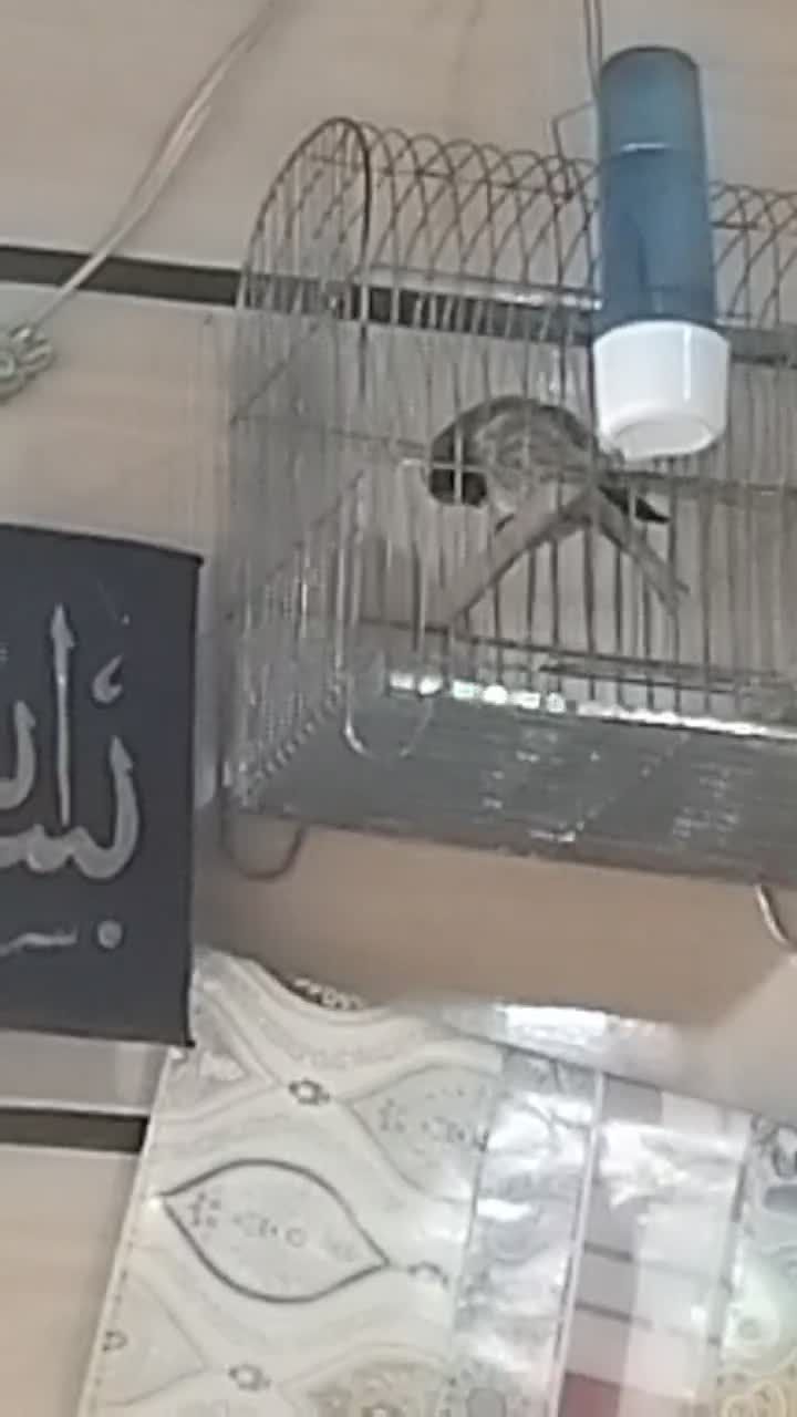 سهره|پرنده|دورود, |دیوار