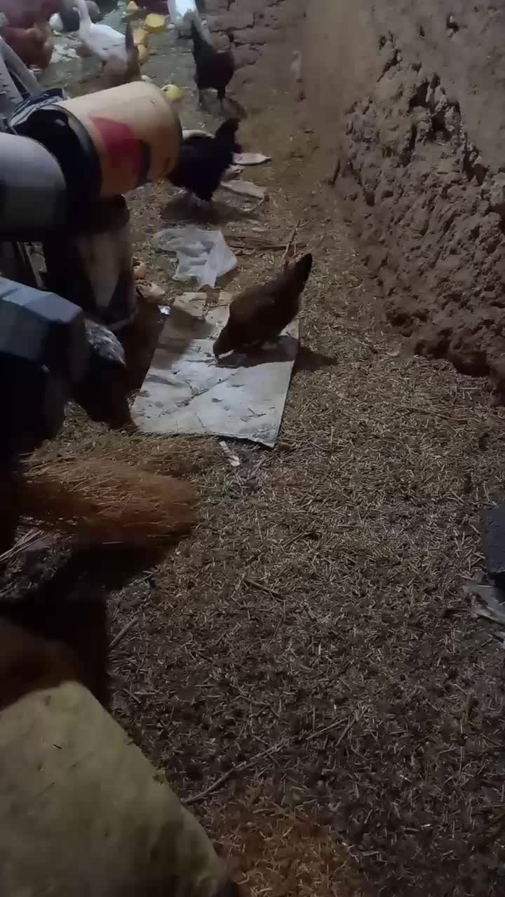 مرغ،اردک،خرگوش|حیوانات مزرعه|دهگلان, |دیوار