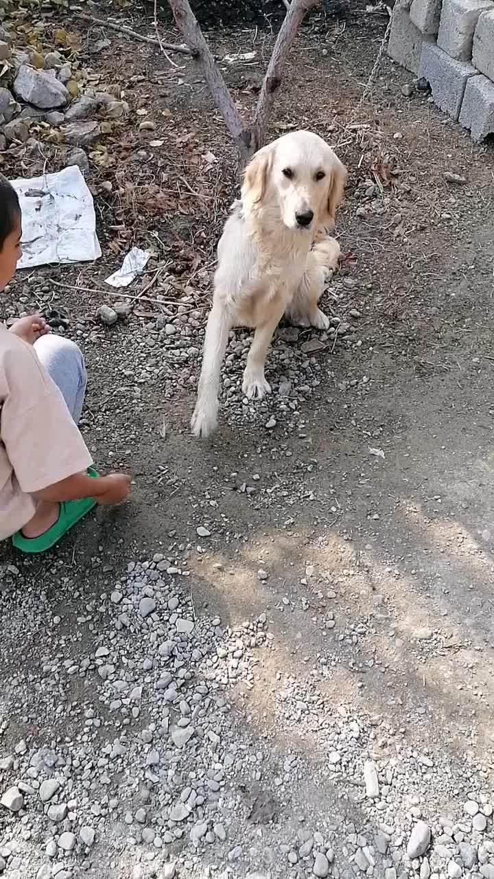 با سلام سگ نژاد گلدن رتریور|سگ|ارومیه, |دیوار