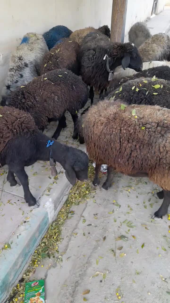 فروش میش وبره|حیوانات مزرعه|جوادآباد, |دیوار