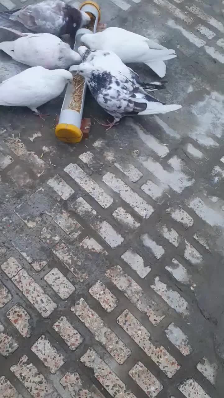 حیوان|پرنده|ازنا, |دیوار