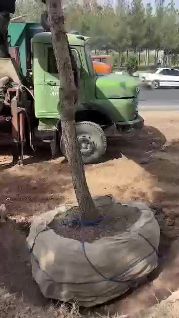 جابجایی درخت|خدمات باغبانی و درختکاری|تهران, ولنجک|دیوار