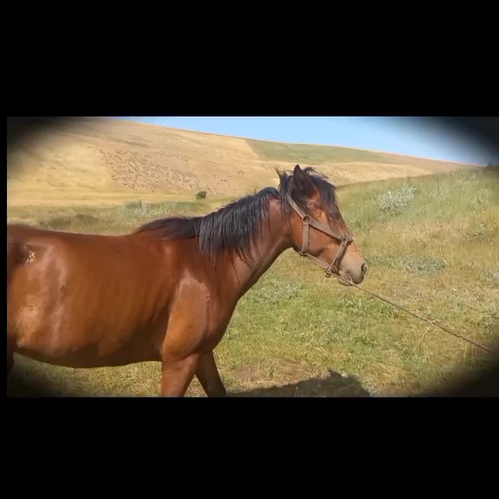 اسب|اسب و تجهیزات اسبسواری|زنجان, |دیوار