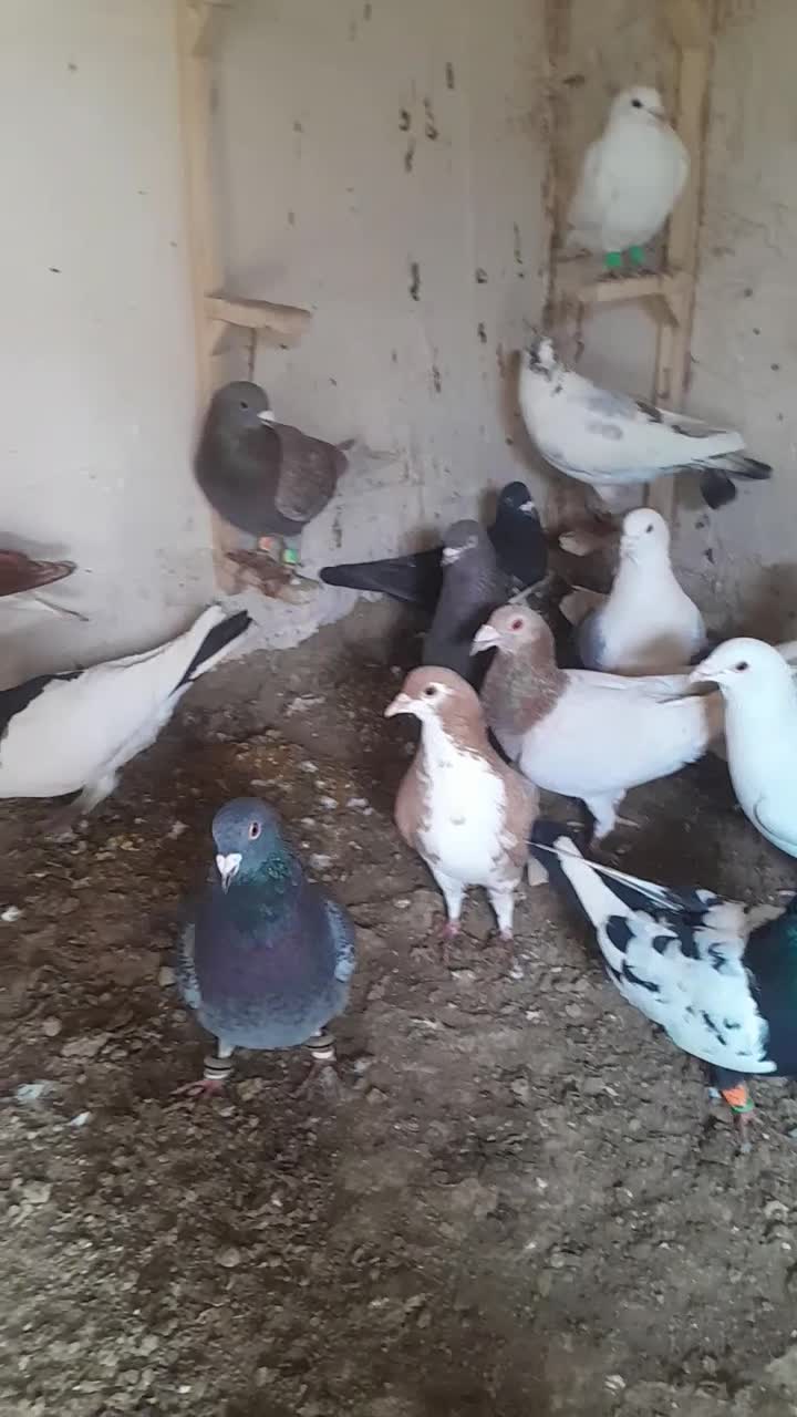 کفتر|پرنده|شیروان (خراسان), |دیوار