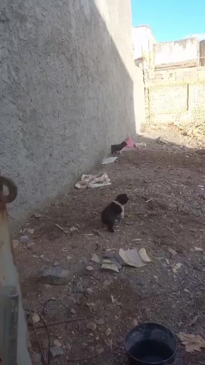 سگ گله|سگ|قهدریجان, |دیوار