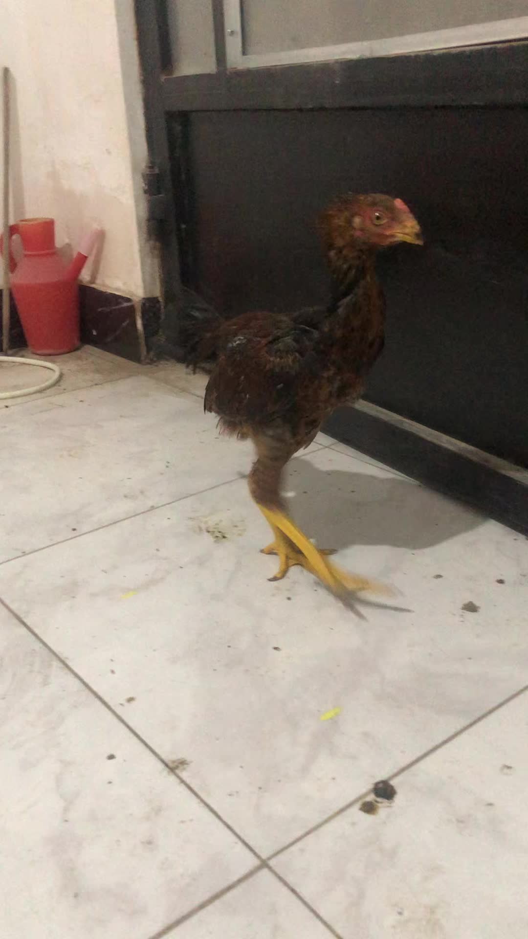 جوجه خروس لاری|حیوانات مزرعه|اردبیل, |دیوار