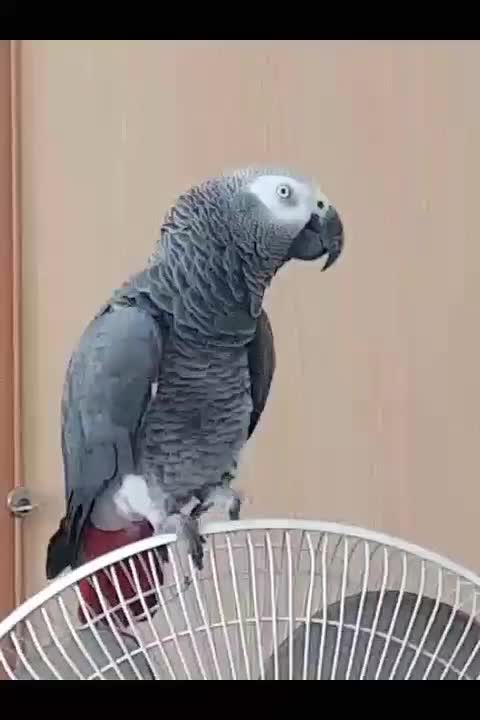 کاسکو سخنگو نر|پرنده|رشت, پیرسرا|دیوار