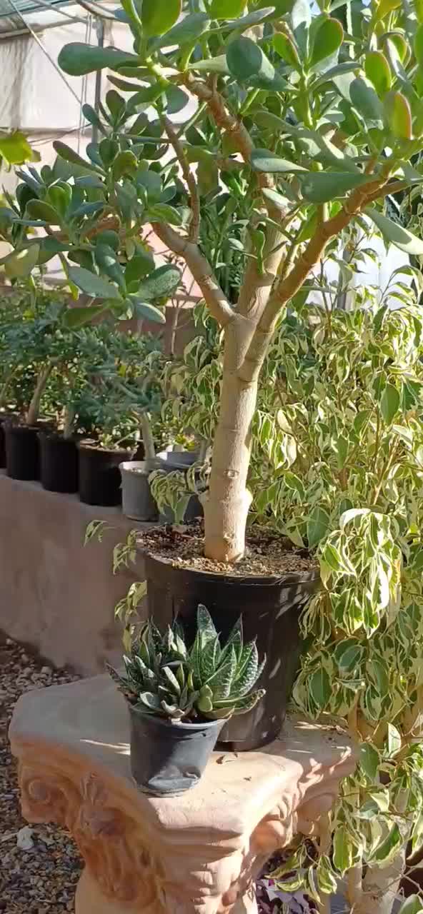 بنسای کراسولا یشم|گل و گیاه طبیعی|کرمانشاه, |دیوار