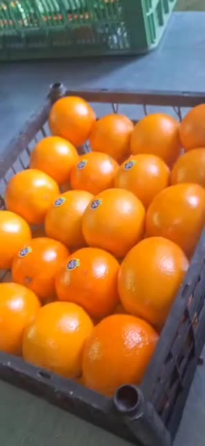 فروش پرتغال لوکس صادراتی و داخلی|حراج|سورک, |دیوار