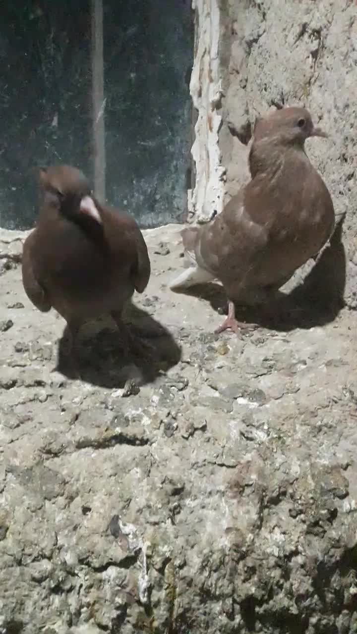 دم سفیدبدون رخ ۱۴ دم پاک|پرنده|چناران, |دیوار