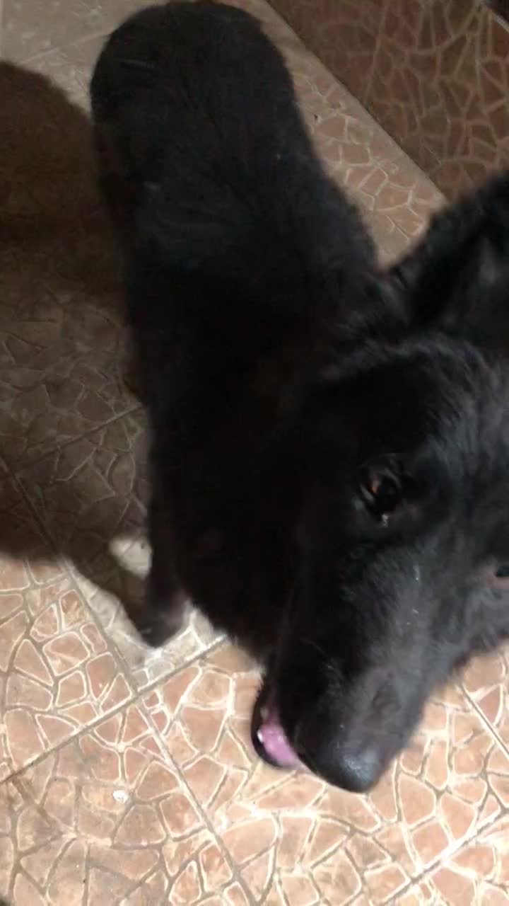 واگذازی|سگ|تهران, ولنجک|دیوار