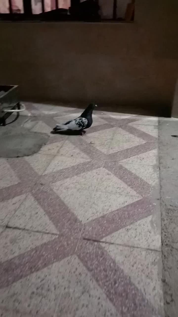 کفتر سینه|پرنده|شیراز, جوادیه|دیوار