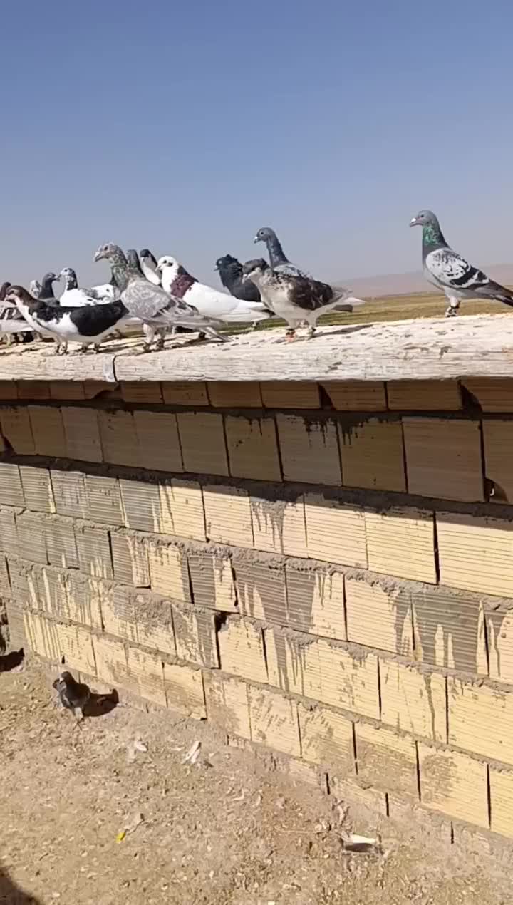 کبوتر|پرنده|جوین, |دیوار