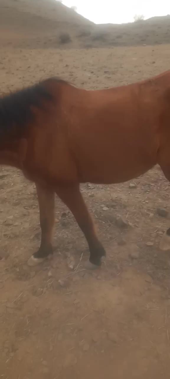 مادیان|اسب و تجهیزات اسب‌سواری|الموت, |دیوار