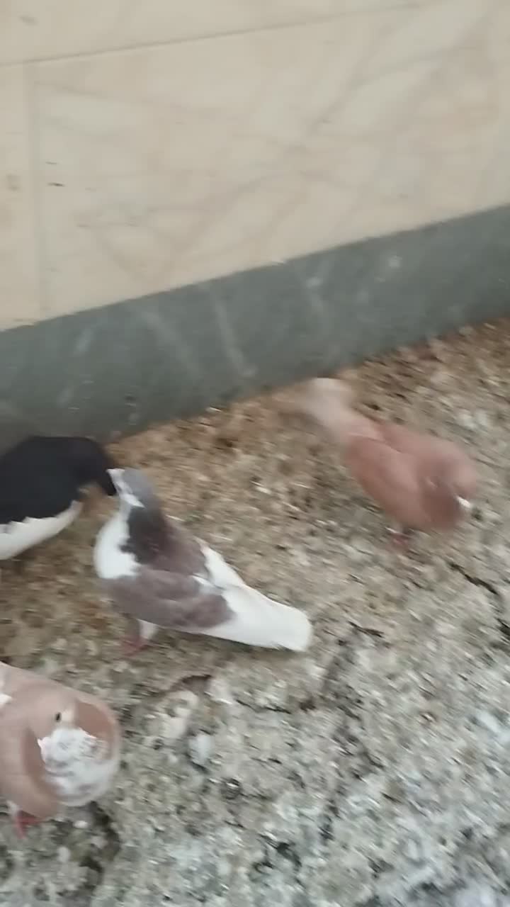 کبوتر|پرنده|مرودشت, فاز دوم شهرک فرهنگیان|دیوار