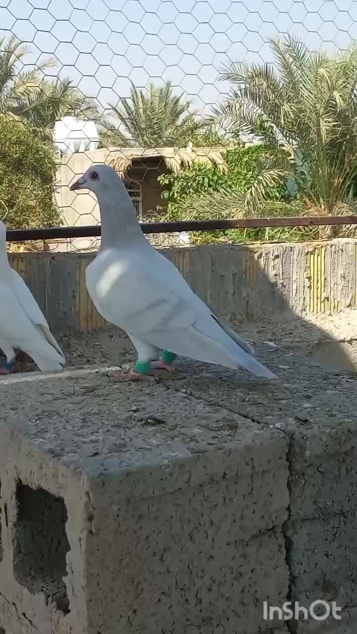 کبوتر کبود پلاکی وارداتی|پرنده|شبانکاره, |دیوار