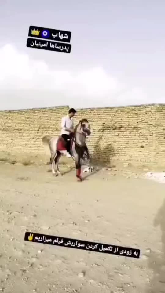 اسب کرد|اسب و تجهیزات اسب‌سواری|تهران, فلاح|دیوار