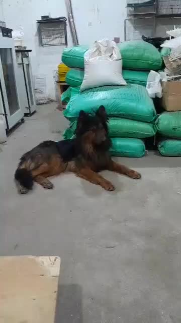 واگذاری سگ ژرمن|سگ|بستان آباد, |دیوار