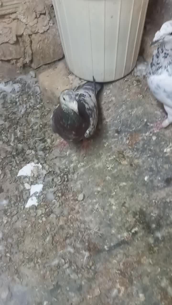 ماده هفترنگ|پرنده|سبزوار, امیر کبیر|دیوار